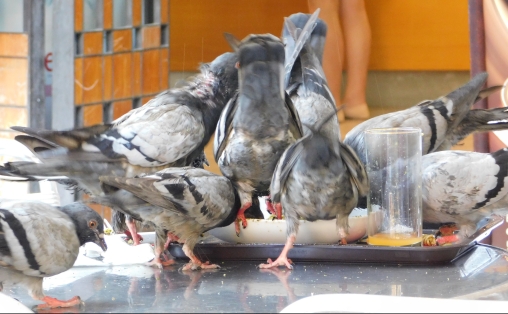They even serve Pigeon in Barcelona