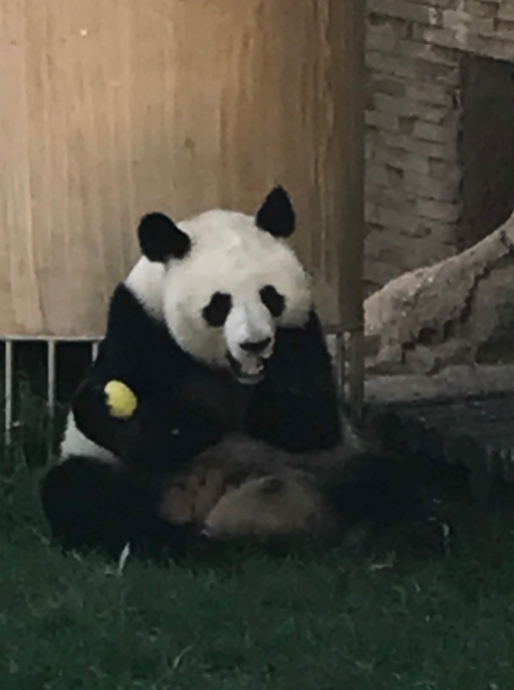 Giant Panda, Madrid Zoo