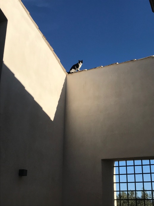 Cat at Baglio, Sicily